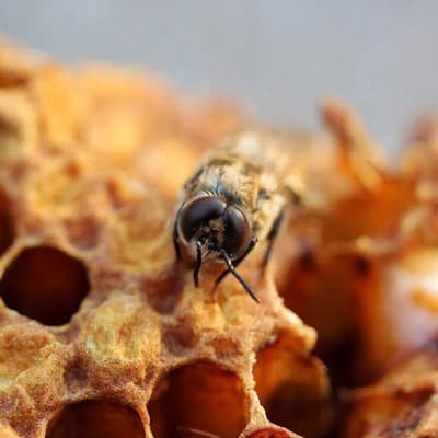 Raw Honey Benefits