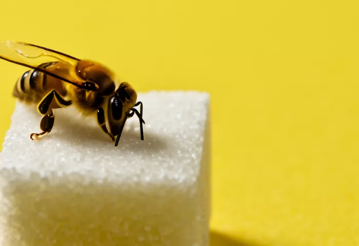 Is honey better than sugar?