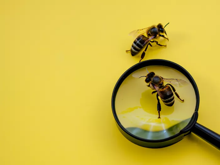 Is Honey Better Than Sugar?